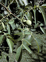 MSA JUGLANS REGIA 50 ML - famajoy.it