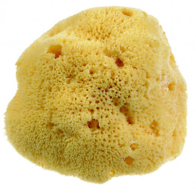 BEAUTYTIME SPUGNA NATURALE DAMA MEDIA - famajoy.it