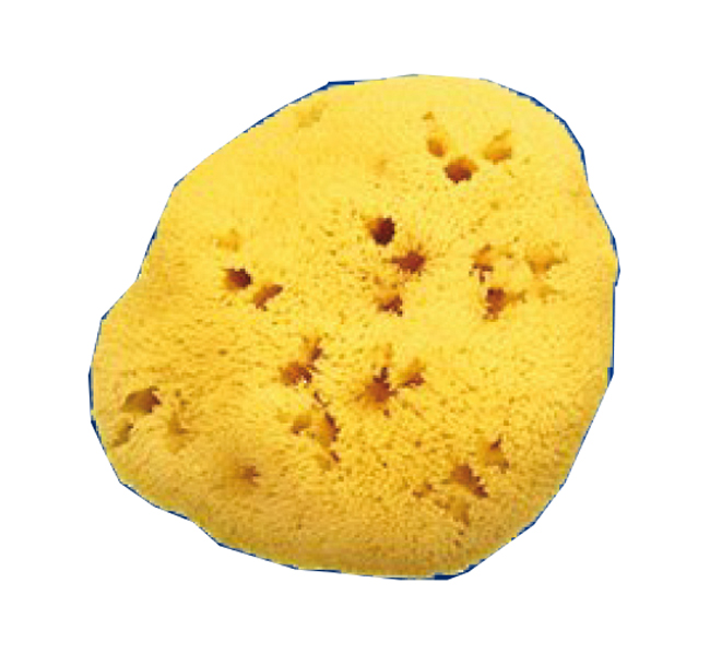 SPUGNA NATURALE FORI L 11/12CM 8 - famajoy.it