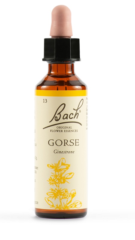GORSE BACH ORIG 20 ML - famajoy.it