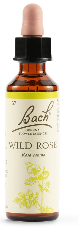 WILD ROSE BACH ORIG 20 ML - famajoy.it